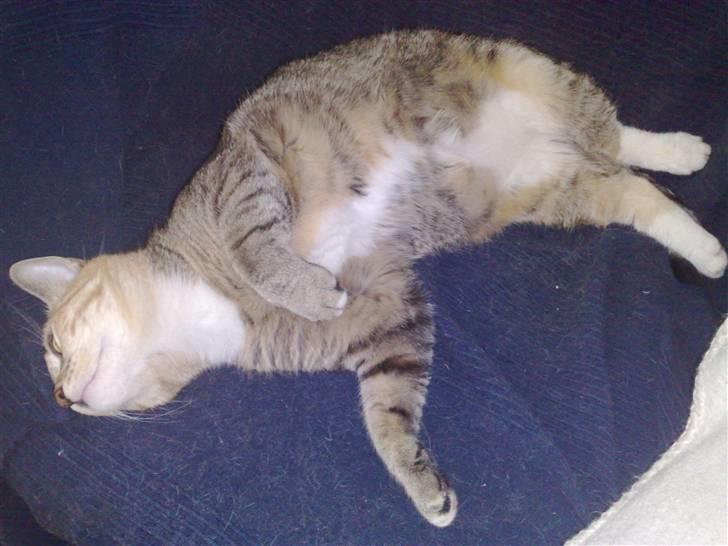 Huskat Bailey billede 2