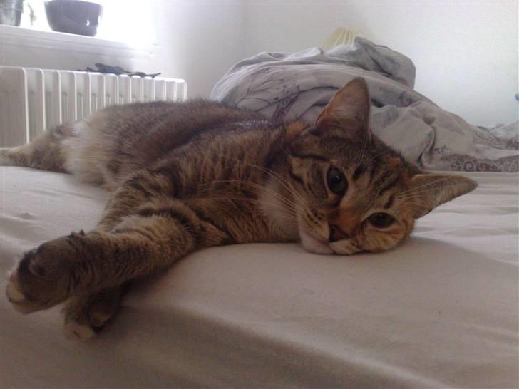 Huskat Bailey billede 3