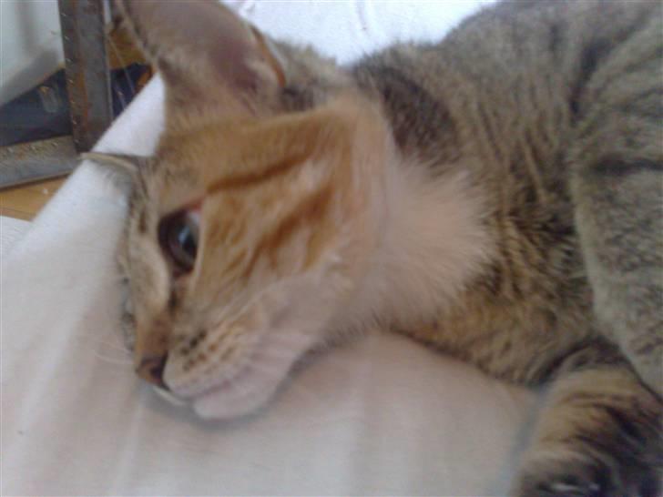 Huskat Bailey billede 4