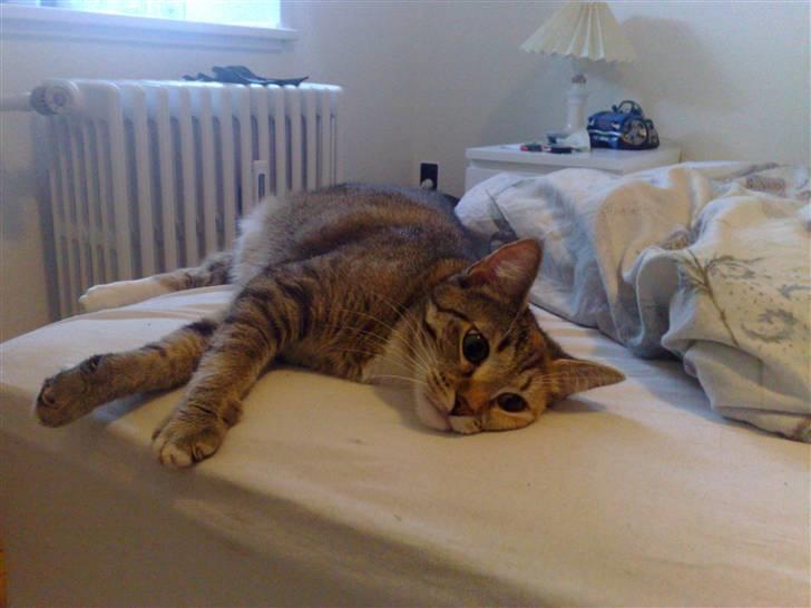 Huskat Bailey billede 5