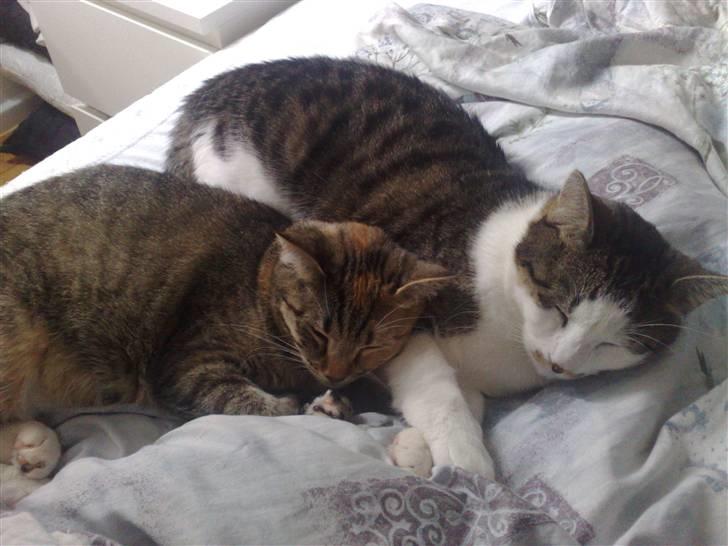 Huskat Bailey billede 7