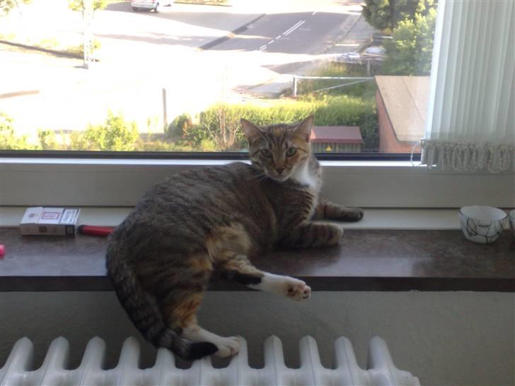 Huskat Bailey billede 8