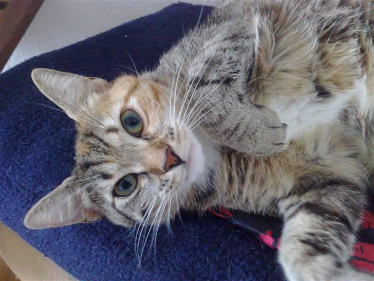 Huskat Bailey billede 9