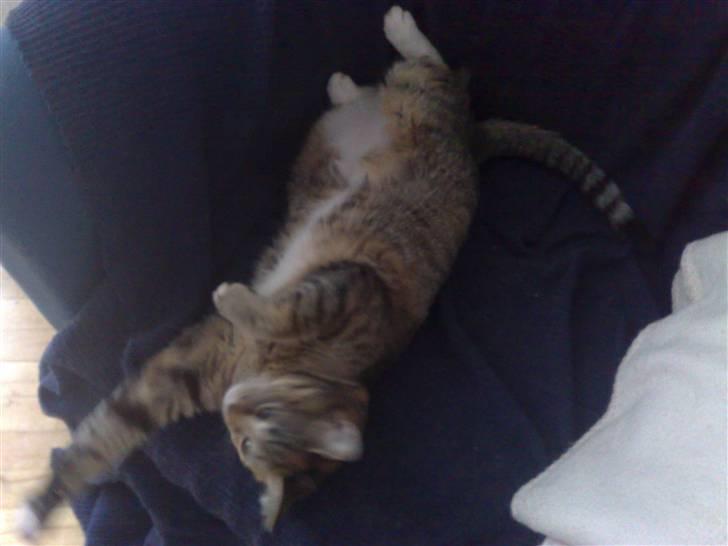 Huskat Bailey billede 10