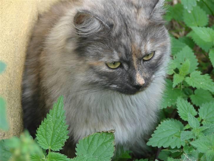 Maine Coon Smokey - Smokey i brandenælderne,, av,av billede 7