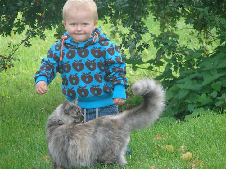 Maine Coon Smokey - Bedste venner på opdagelse billede 8