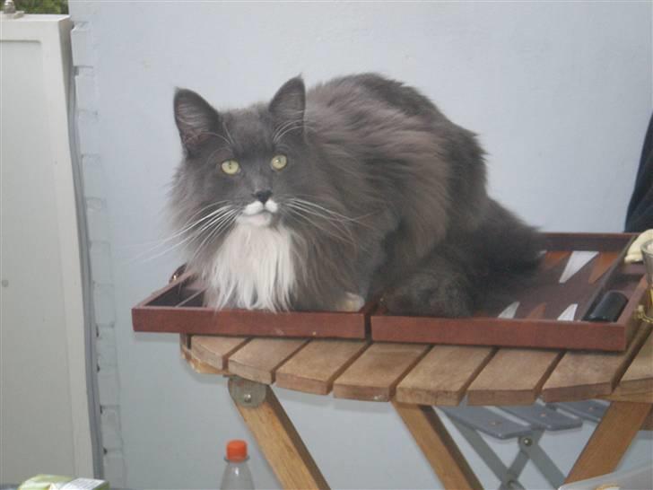 Blanding af racer Kingo billede 1