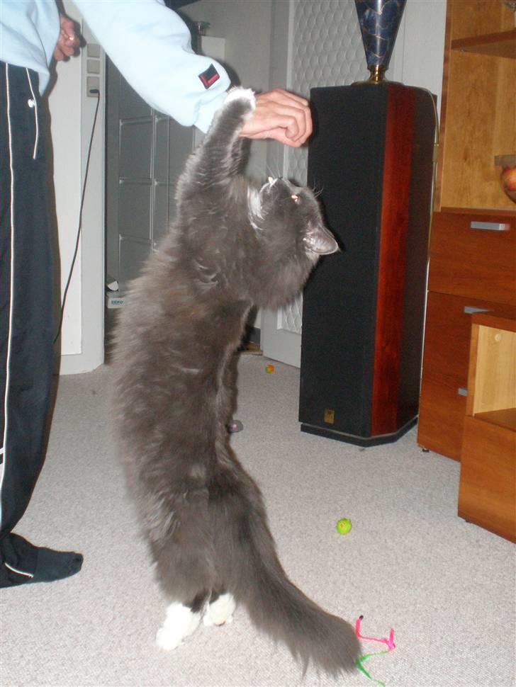 Blanding af racer Kingo billede 2