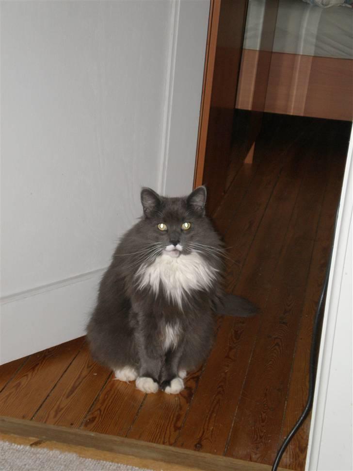 Blanding af racer Kingo billede 3