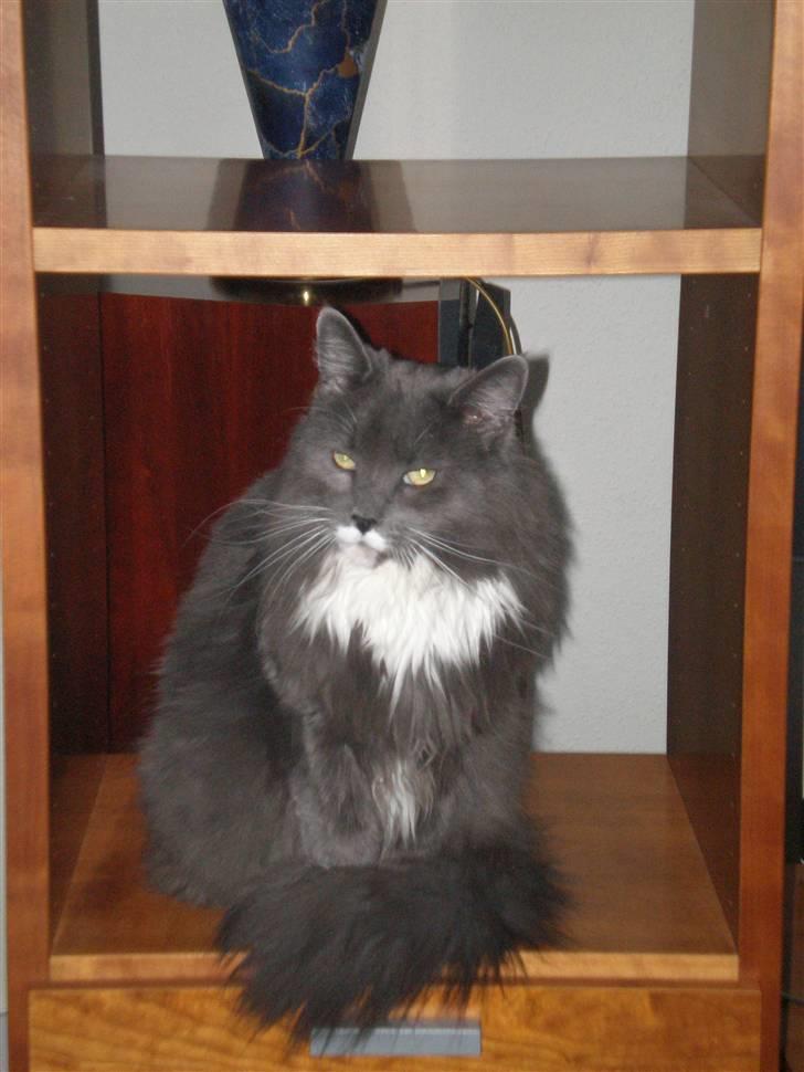 Blanding af racer Kingo billede 4