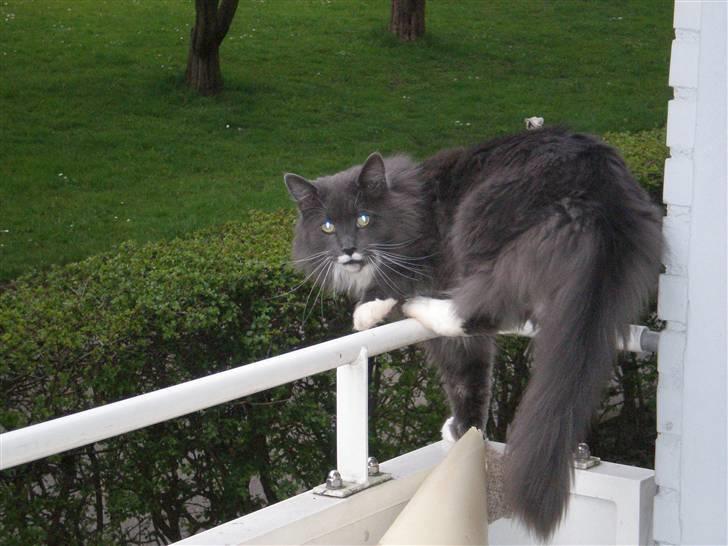 Blanding af racer Kingo billede 5