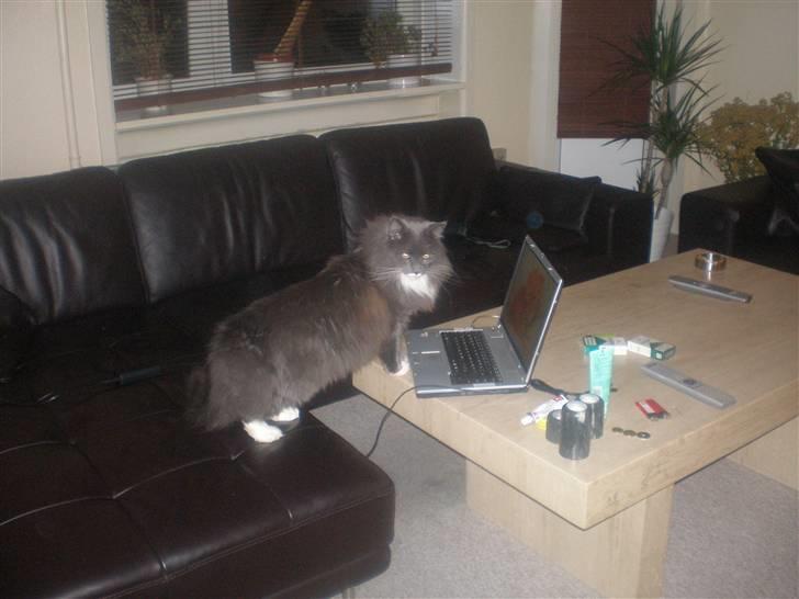 Blanding af racer Kingo billede 6