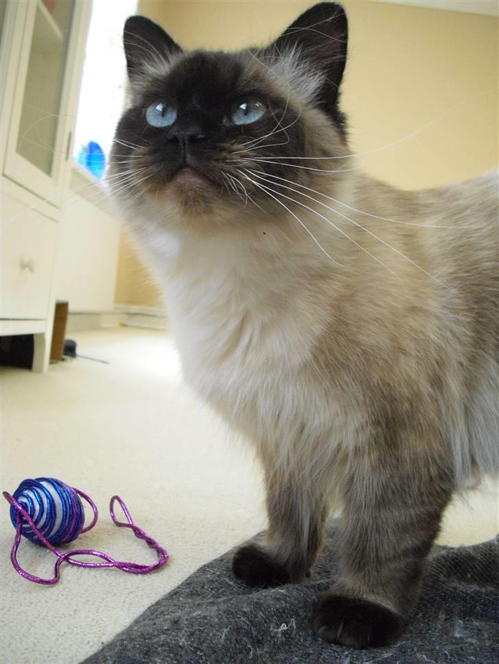 Hellig Birma Tidligere kat Düchess billede 1