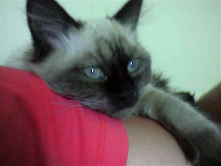 Hellig Birma Tidligere kat Düchess billede 2