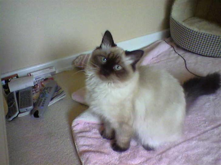 Hellig Birma Tidligere kat Düchess billede 3