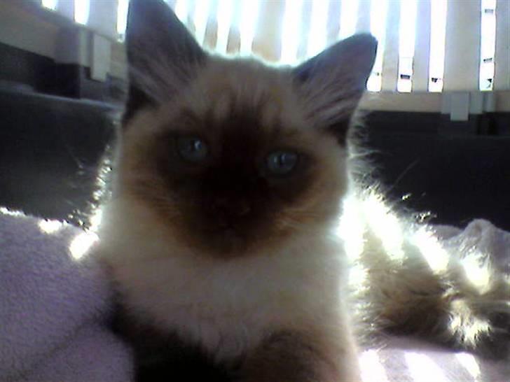 Hellig Birma Tidligere kat Düchess billede 4