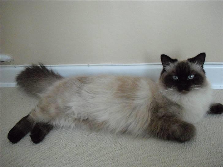 Hellig Birma Tidligere kat Düchess billede 5