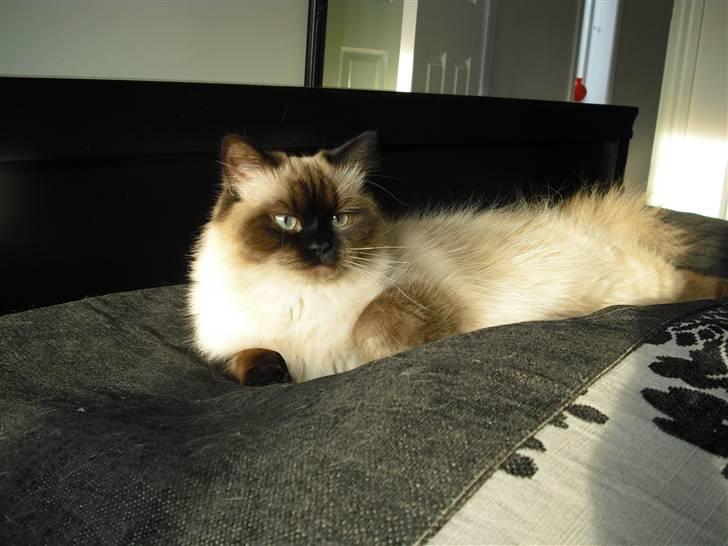 Hellig Birma Tidligere kat Düchess billede 6