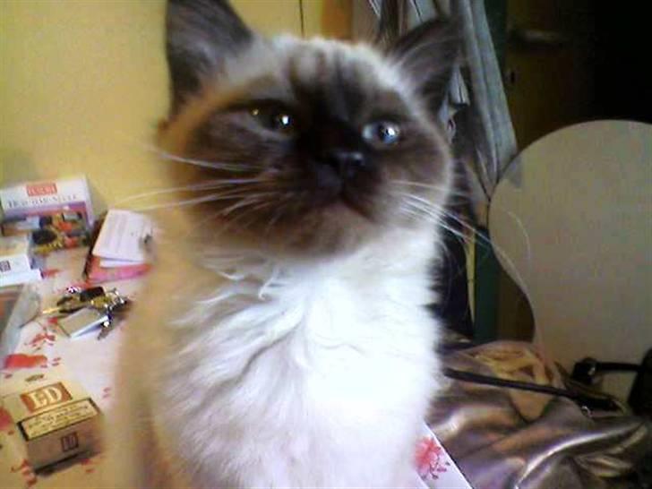 Hellig Birma Tidligere kat Düchess billede 7