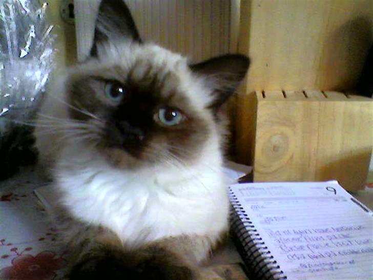 Hellig Birma Tidligere kat Düchess billede 8