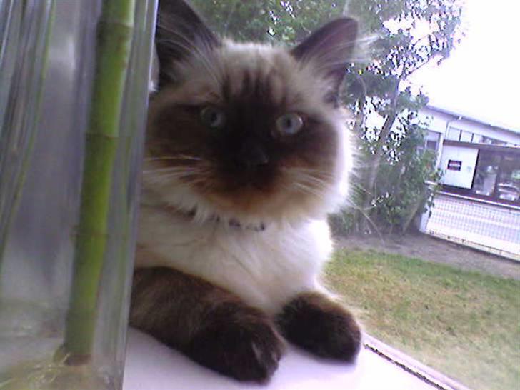 Hellig Birma Tidligere kat Düchess billede 9