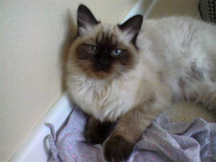 Hellig Birma Tidligere kat Düchess billede 10