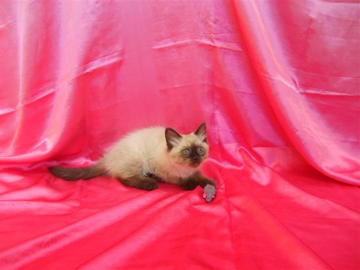 Hellig Birma Tidligere kat Düchess billede 11