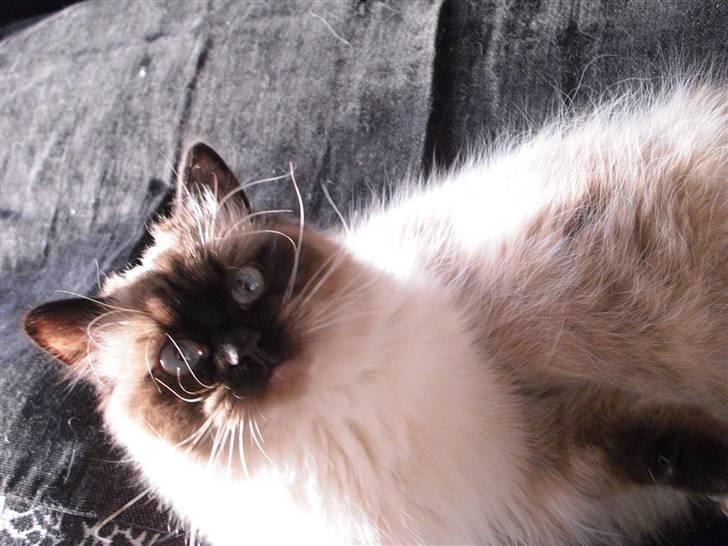 Hellig Birma Tidligere kat Düchess billede 12