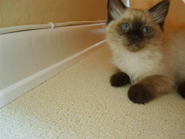 Hellig Birma Tidligere kat Düchess billede 13