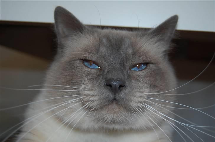 Hellig Birma DK Villumstrup Duke billede 4