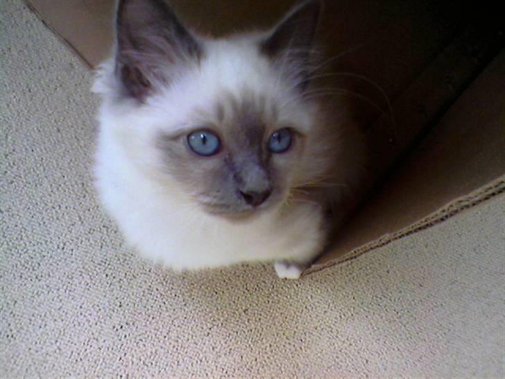 Hellig Birma DK Villumstrup Duke billede 5