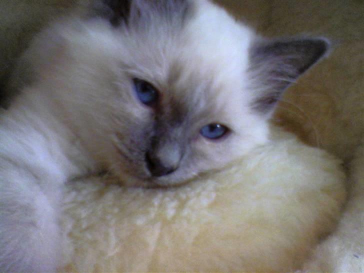 Hellig Birma DK Villumstrup Duke billede 6