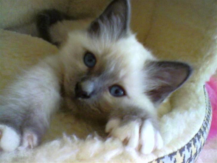 Hellig Birma DK Villumstrup Duke billede 7