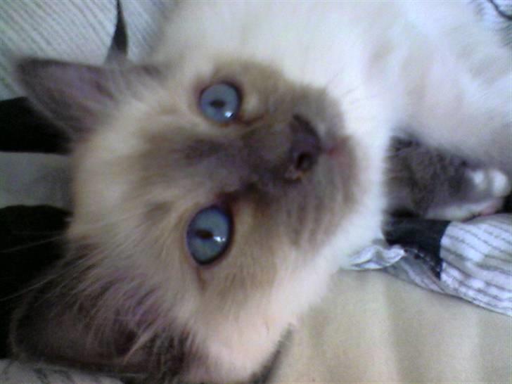 Hellig Birma DK Villumstrup Duke billede 8