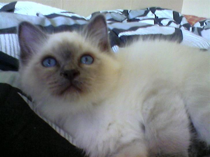 Hellig Birma DK Villumstrup Duke billede 9