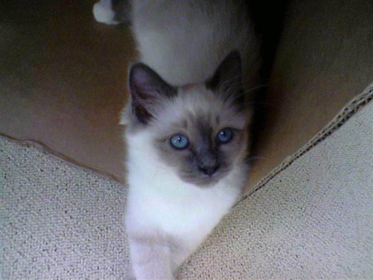 Hellig Birma DK Villumstrup Duke billede 10