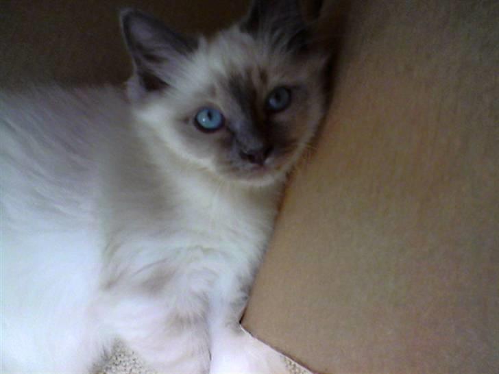 Hellig Birma DK Villumstrup Duke billede 11