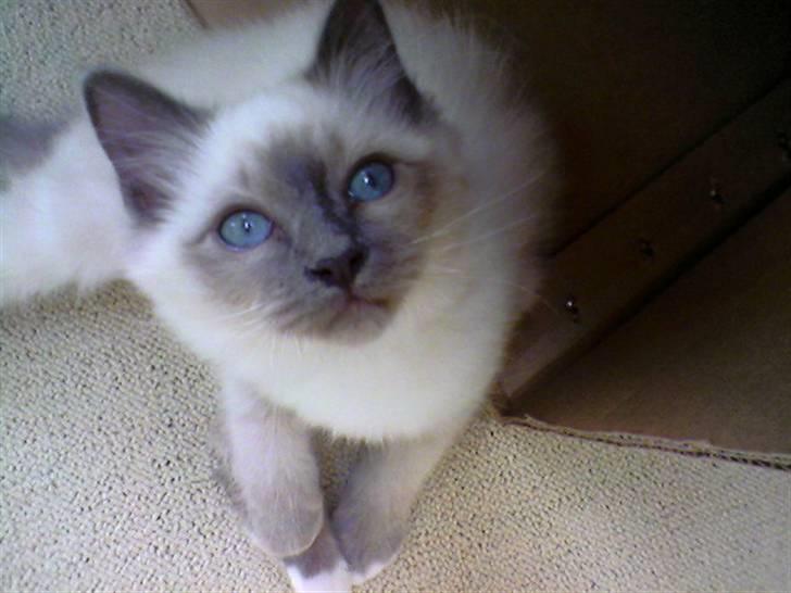 Hellig Birma DK Villumstrup Duke billede 12