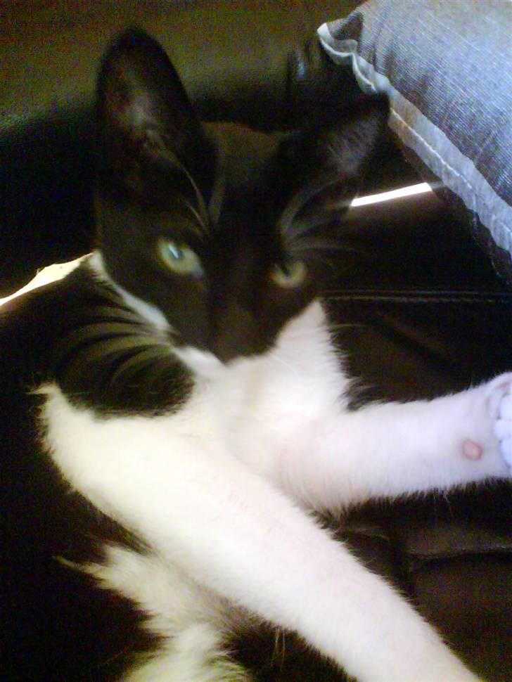 Huskat Lille Spir billede 4