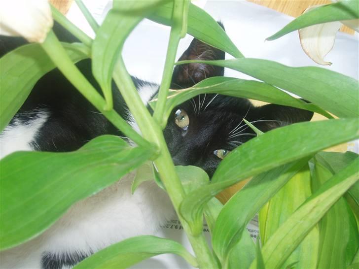 Huskat Lille Spir billede 5