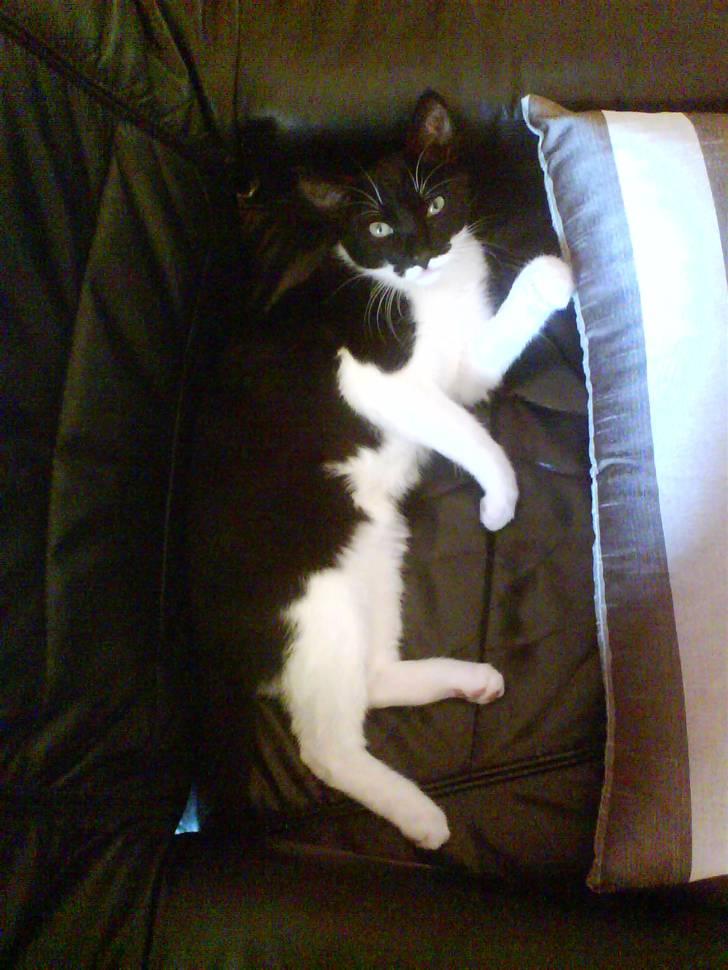 Huskat Lille Spir billede 6