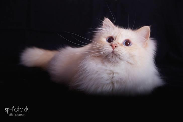 Hellig Birma CH. Sølverlad's Caspian - Billedet er taget af SP-Foto billede 1