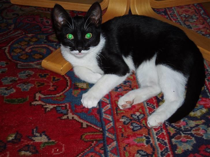 Huskat Lille Spir billede 7