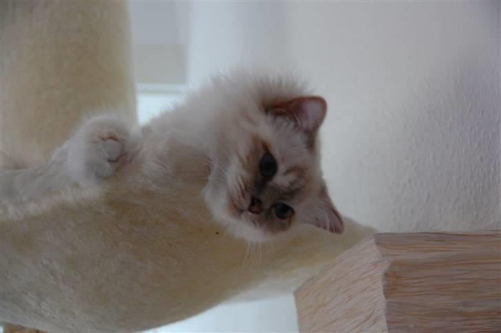 Hellig Birma Von Frey's Queenie billede 2