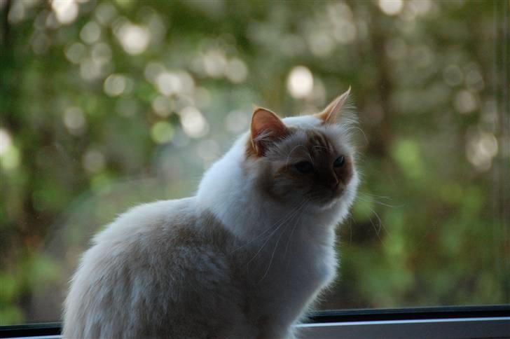 Hellig Birma Pr Tsung's Azza billede 4