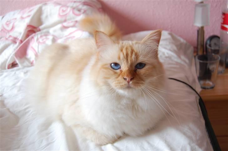 Hellig Birma Pr Tsung's Azza billede 5