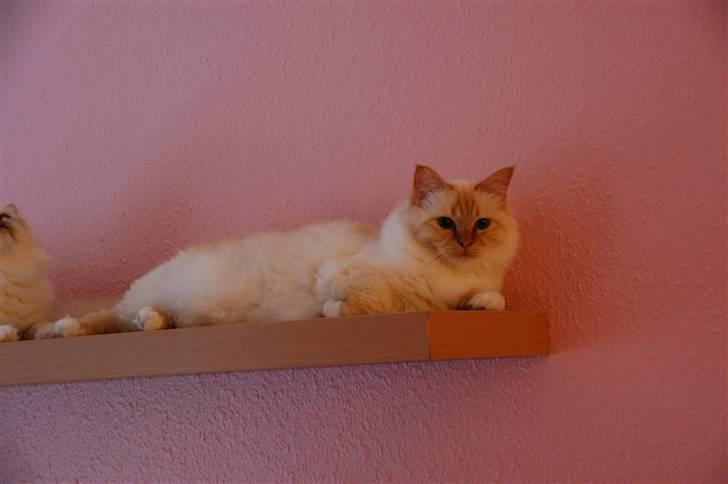 Hellig Birma Pr Tsung's Azza billede 6