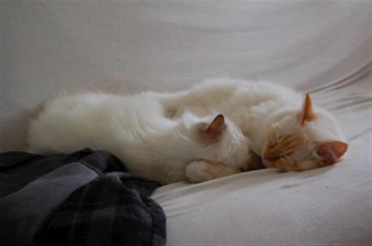 Hellig Birma Pr Tsung's Azza billede 7