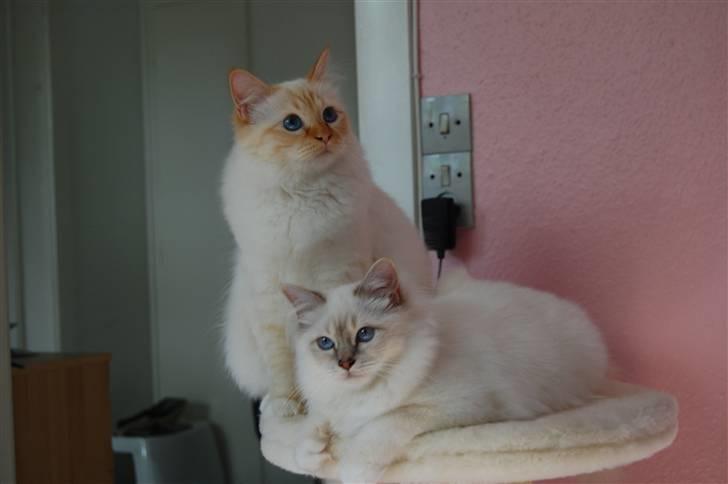 Hellig Birma Pr Tsung's Azza billede 8