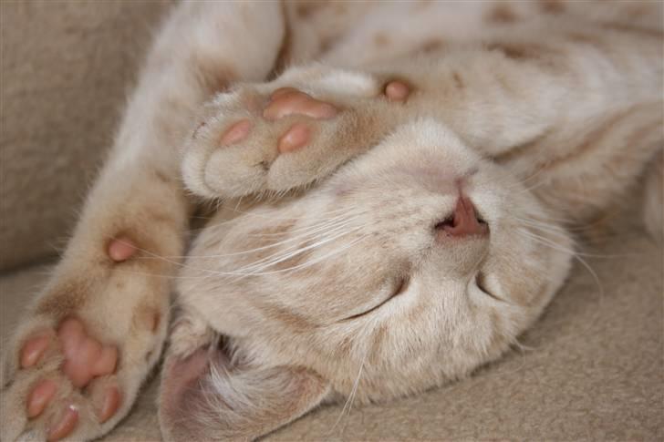 Blanding af racer Bertil billede 1